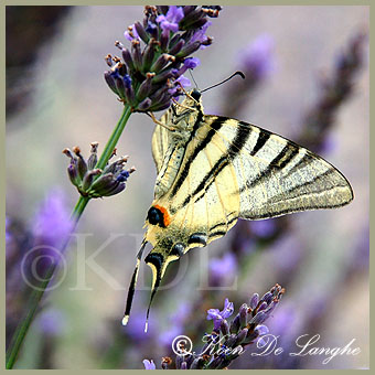 vlinders-39